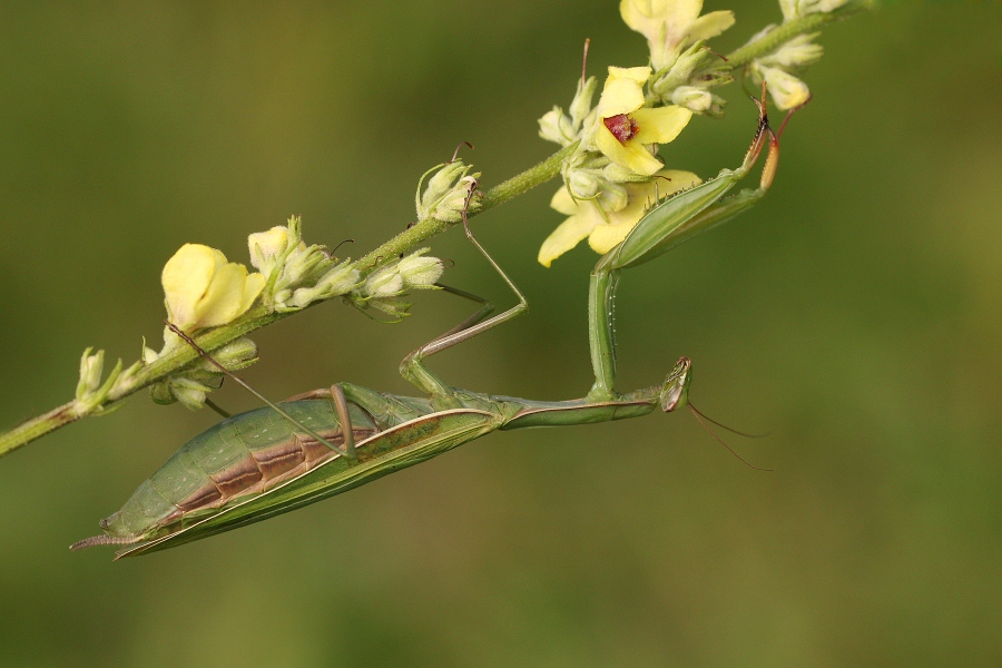 IMG_004k.jpg - Kudlanka nábožná
