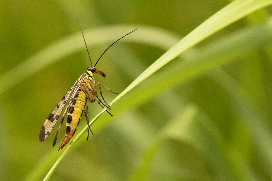 IMG_046oh.jpg - Srpice obecná