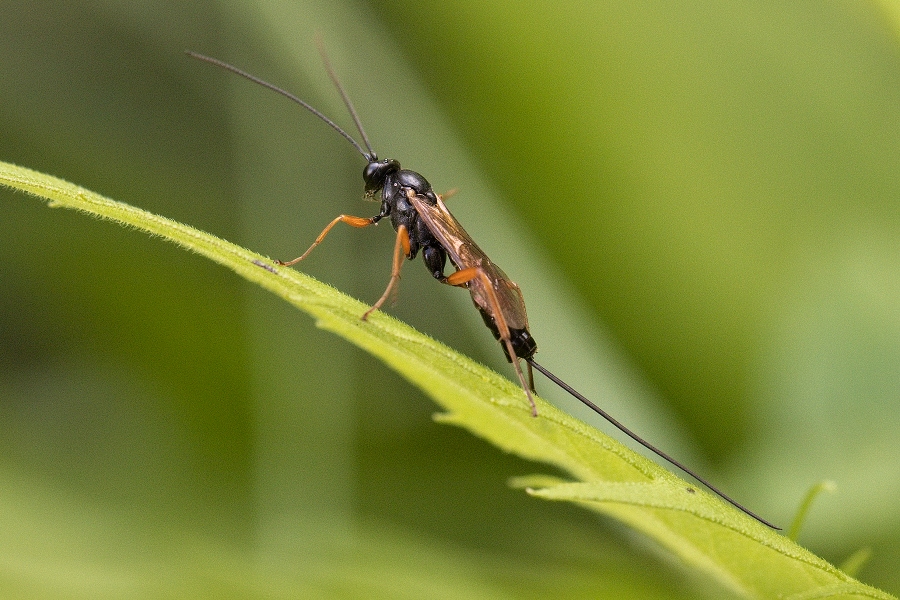 IMG_047oh.jpg - Lumek sp.