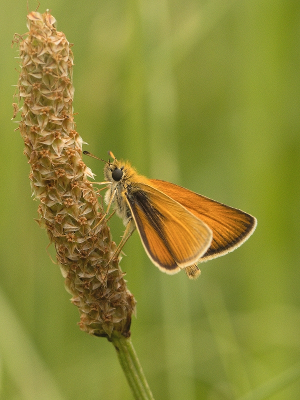 IMG_335m.jpg - Soumračník sp.