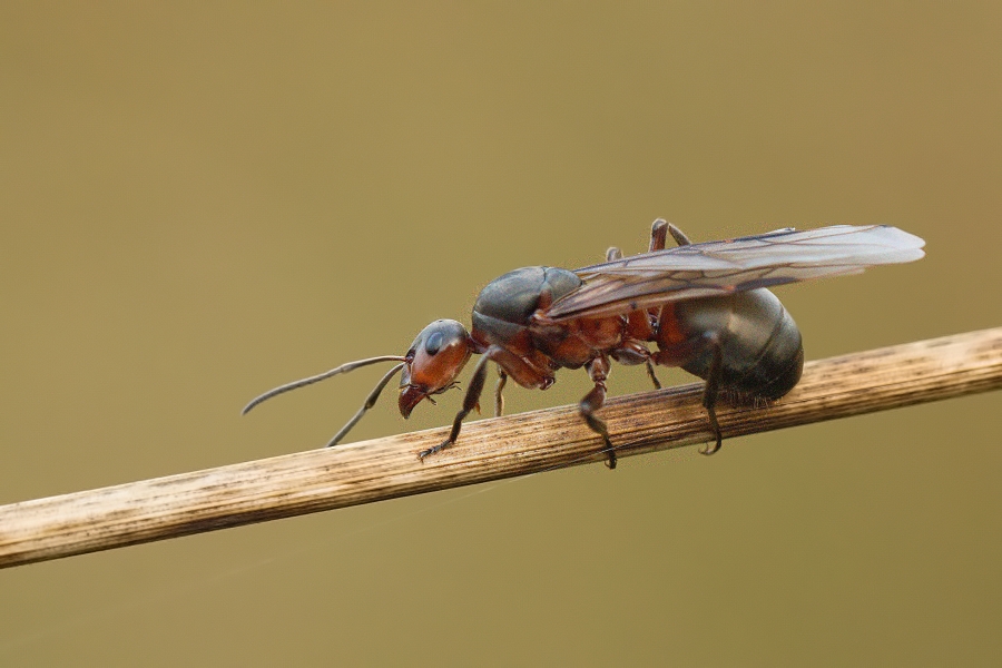 IMG_008oh.jpg - Mravenec sp.