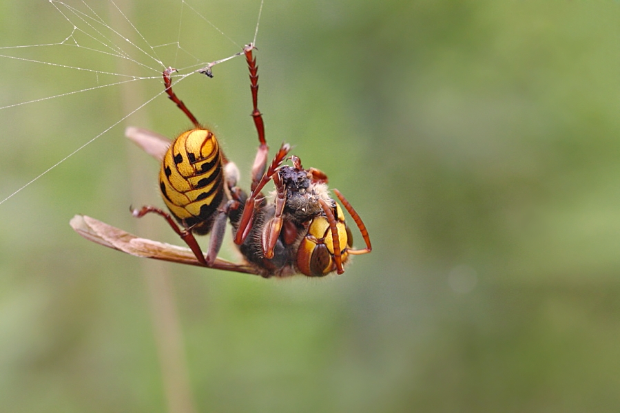 IMG_014oh.jpg - Sršeň