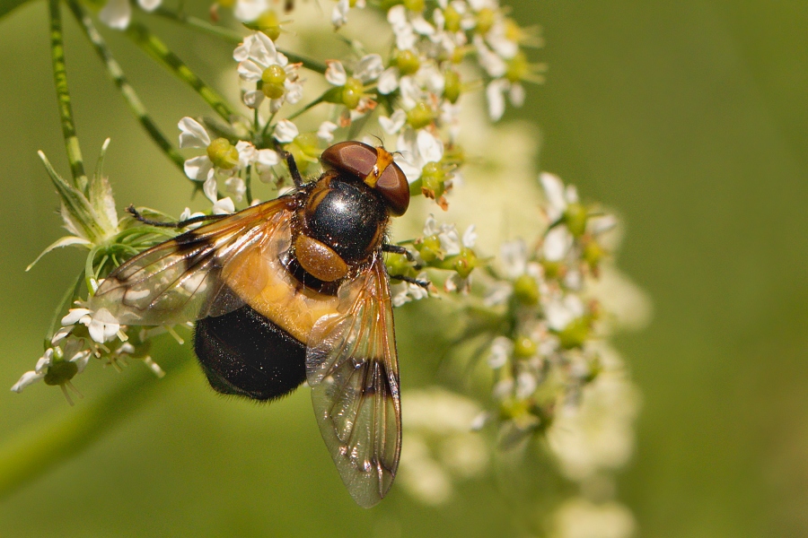 IMG_025oh.jpg - Pestřenka prosvítavá