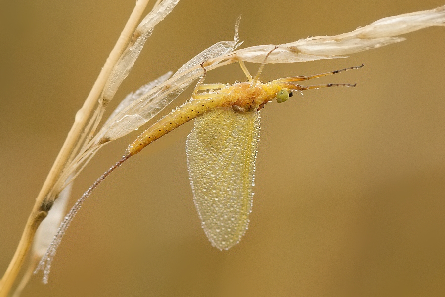 IMG_030oh.jpg - Jepice sp.