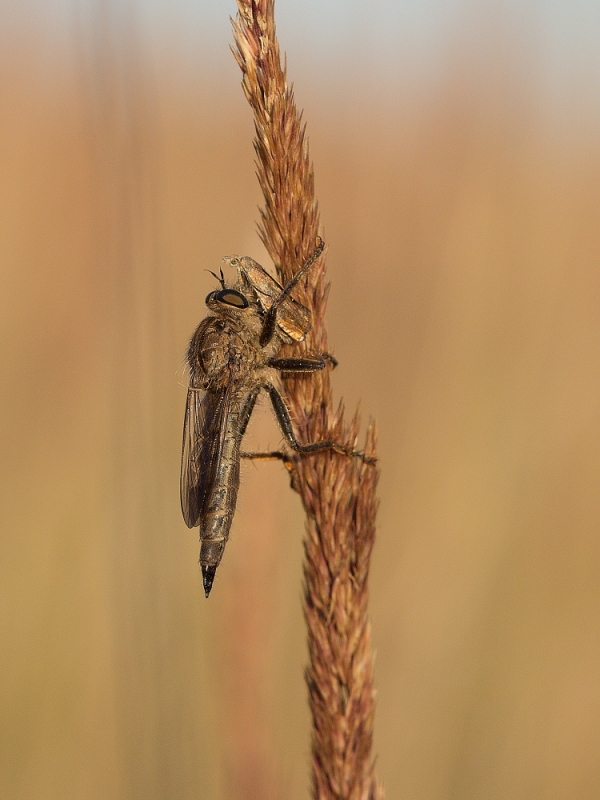 IMG_039oh.jpg - Roupec sp.