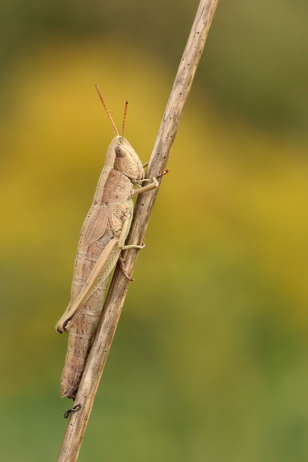 IMG_003rk.jpg - Saranče