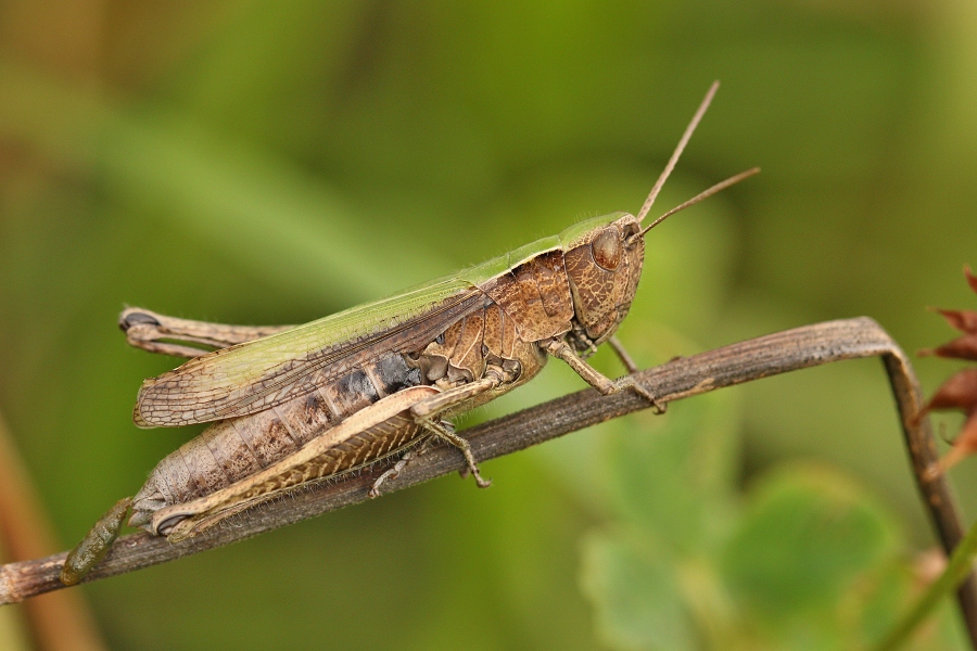 IMG_006rk.jpg - Saranče