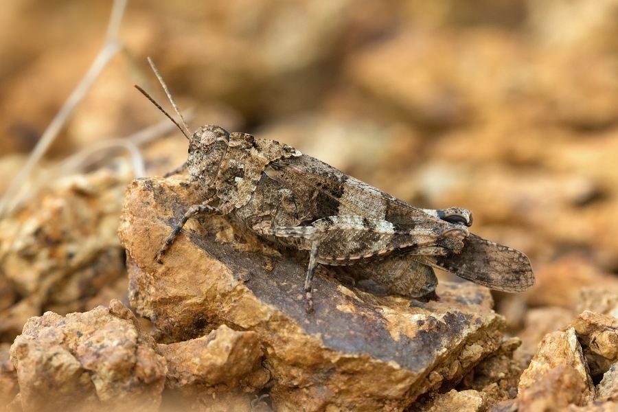 IMG_021rk.jpg - Saranče modrokřídlá